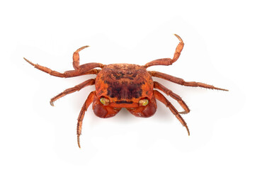 Feale red apple crab or chameleon crab closeup on white background, Red apple on isolated background