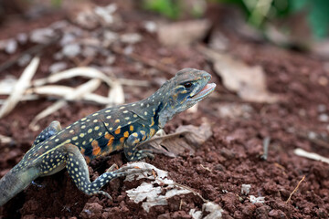 Butterfly agama lizard (leiolepis belliana) out of the underground hole, Butterfly agama lizard closeup, Indonesian reptile