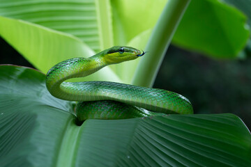Gonyosoma snake on green leaves, Head of Gonyosoma snake, Green gonyosoma snake looking around 
