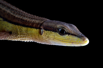 Takydromus sexlineatus lizard closeup head isolated on black background
