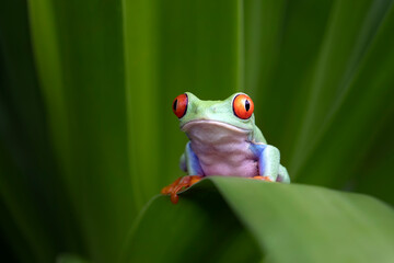 Obraz premium Red-eyed tree frog closeup on green leaves, Red-eyed tree frog (Agalychnis callidryas) closeup, Exotic animal of rain forest