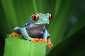 Red-eyed tree frog closeup on green leaves, Red-eyed tree frog (Agalychnis callidryas) closeup, Exotic animal of rain forest
