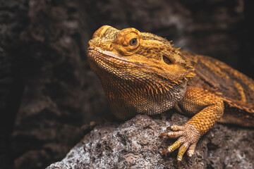 Close up image of a central bearded dragon (Pogona vitticeps) or inland bearded dragon, a species of agamid lizard.