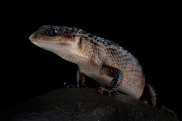 Sulawesi spiny water skink 