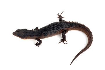 Naklejka premium Sulawesi spiny water skink 