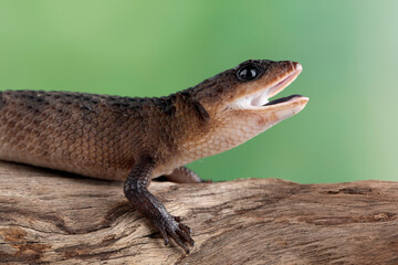 Sulawesi spiny water skink 