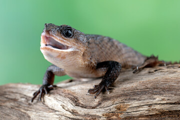 Sulawesi spiny water skink 