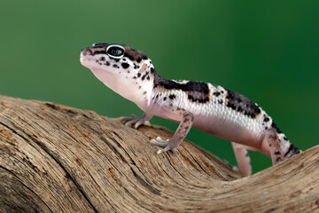Naklejka premium Juvenile Leaopard gecko closeup on wood with isolated background, Leaopard gecko side view