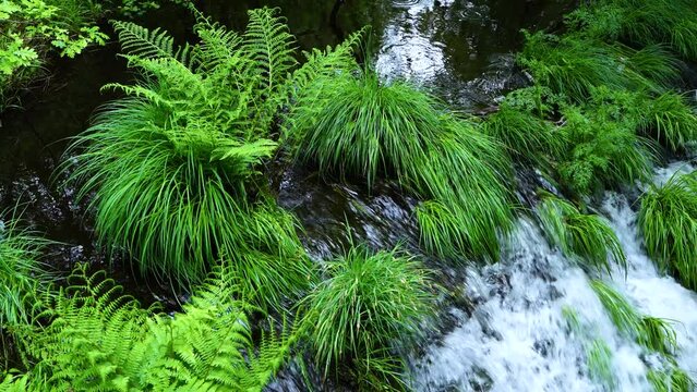 Spring landscape on the Mi&ntilde;o River in "As Insuas do Mi&ntilde;o" in the municipality of R&aacute;bade. Santiago's road. Lugo. Galicia. Spain. Europe