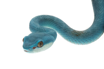 Blue viper snake closeup head isolated on white background, Blue viper snake head, Blue insularis snake, Closeup head snake