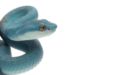 Blue viper snake closeup head isolated on white background, Blue viper snake head, Blue insularis...