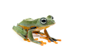 Tree frog isolated on white background, Gliding frog (Rhacophorus reinwardtii) sitting on white background