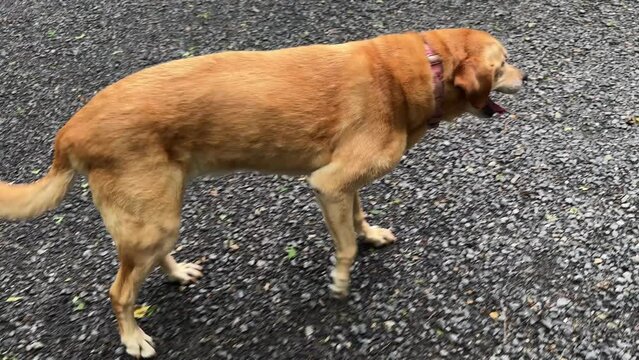Injured golden labrador retriever limping with an injured leg.