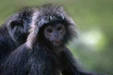a pair Javan langur monkey (Trachypithecus auratus) closeup
