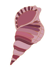 sea shell, illustration of a conch shell isolated on white background