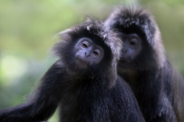 a pair Javan langur monkey (Trachypithecus auratus) closeup