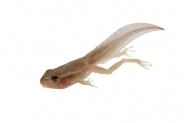 Reed frog tadpole with hind legs in the process of metamorphosis, Heterixalus alboguttatus 