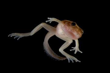 Reed frog tadpole with hind legs in the process of metamorphosis, Heterixalus alboguttatus 