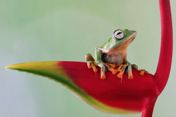 Tree frog on leaves, Gliding frog (Rhacophorus reinwardtii) sitting on flower, Javan tree frog on leaf, Indonesian tree frog