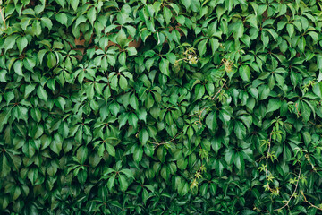Pattern of Parthenocissus quinquefolia. Ornamental plant as green textured wall background. Virginia creeper, Victoria creeper, five leaved ivy, woodbine