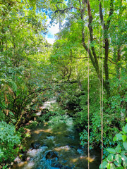 Fototapeta premium Panama, Boquete, lianas on the creek