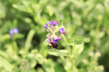 Bumblebee collects nectar from wildflowers. Pollination of flowers by insects. Lawn with flowers, selective focus, summer. Close-up of a bumblebee near a purple flower