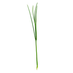 Fototapeta premium Fresh green scallion, isolated on a white background. Perfect for cooking, gardening, and food-related designs.
