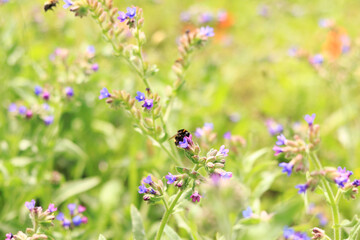 Bumblebee collects nectar from wildflowers. Pollination of flowers by insects. Lawn with flowers, selective focus, summer. Close-up of a bumblebee near a purple flower