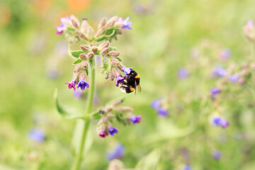 Bee collects nectar from wild flowers. Pollination of flowers by insects. Lawn with flowers, selective focus, summer. Close-up of a bee near a purple flower