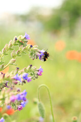 Bumblebee collects nectar from wildflowers. Pollination of flowers by insects. Lawn with flowers, selective focus, summer. Close-up of a bumblebee near a purple flower
