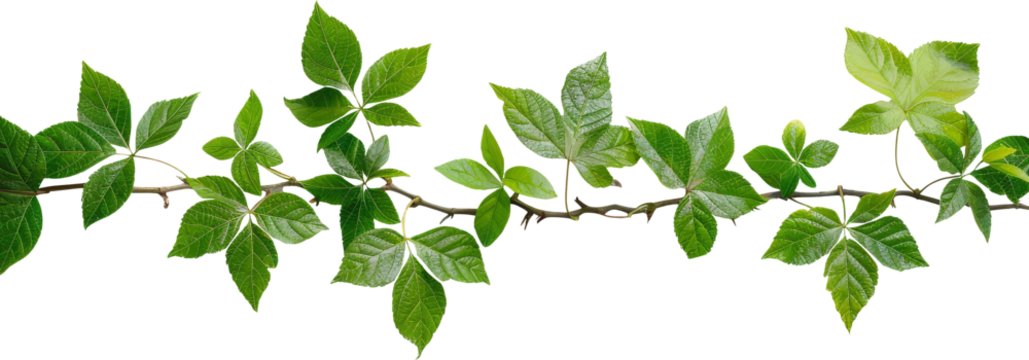 green leaves, foliage clipart, spring branch, png, transparent background, cut out background, di cut