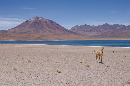 San Pedro de Atacama, Chile - Dec 1, 2023: A wild Vicuna stands in front of Laguna Miscanti in the Atacama Desert