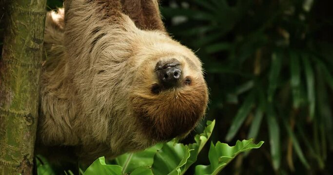Sloth hanging upside down on a branch of tree, Close up of sloth sleeping. High definition shot at 4K video footage.