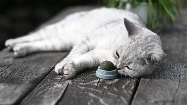 Scottish kitten has fun with catnip ball toy, Favorite activity of furry pets,exciting toy treat for your beloved pet, slow motion, High quality FullHD footage