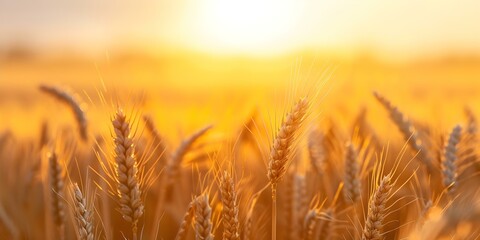 Naklejka premium Fields of Gold Sunset Glow on Abundant Crops. Concept Golden Hour, Rural Landscape, Agricultural Beauty, Sunset Serenity, Harvest Season
