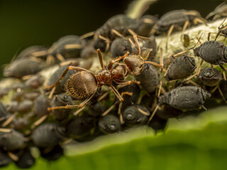 Colony of aphids and brown ant