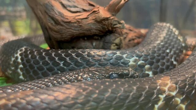 A large snake, a black python, lies curled up around a tree, its head hidden in rings. High quality 4k footage