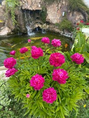 Peonies flowers in the garden