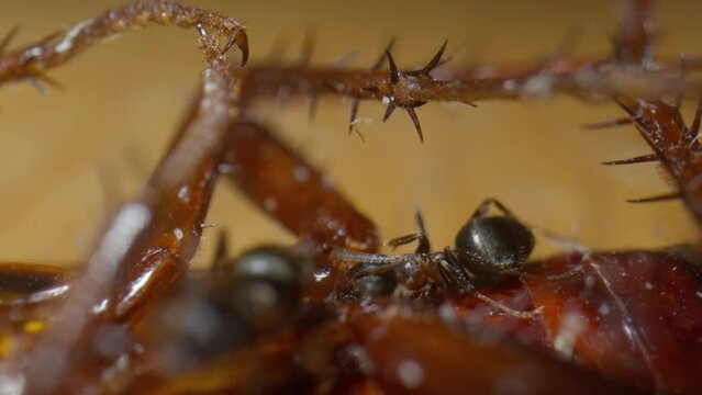 Ant eating the flesh of a dead insect body, working with its jaws. Macro, close up