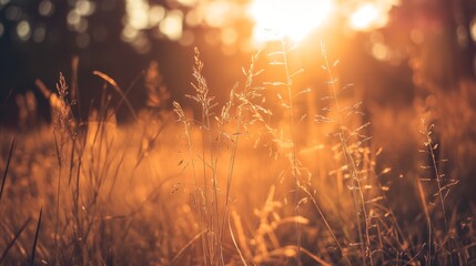 Wild grass in the field with sunbeams, forest at sunset, summer nature background