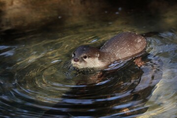 水に入ったコツメカワウソ