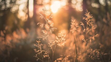 Obraz premium Wild grass in the field with sunbeams, forest at sunset, summer nature background