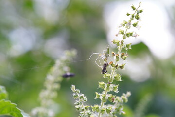 Striped lynx spider in the vegetable garden.