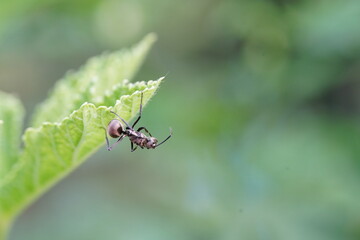 Polyrhachis dives are found in vegetable gardens.