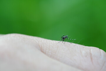 Aedes mosquitoes are feeding on blood.