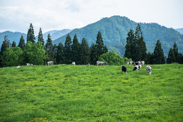 緑が綺麗な牧場に放牧された牛たち