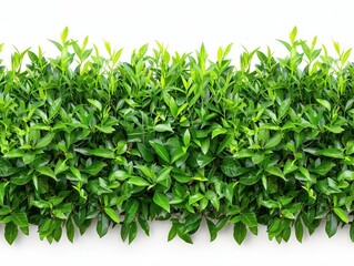 Fototapeta premium A lush stretch of green grass, with delicate blades and shades that pop against a pure white background, designed to create a natural greeting card border