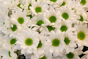 Many beautiful white chrysanthemums, beautiful flowers