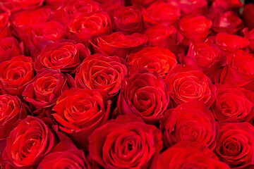 Many beautiful red roses, beautiful flowers