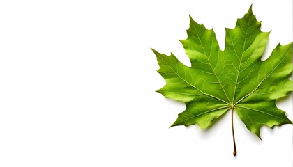 Maple leaf on white background, Ai Generated
